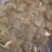 甲鱼苗