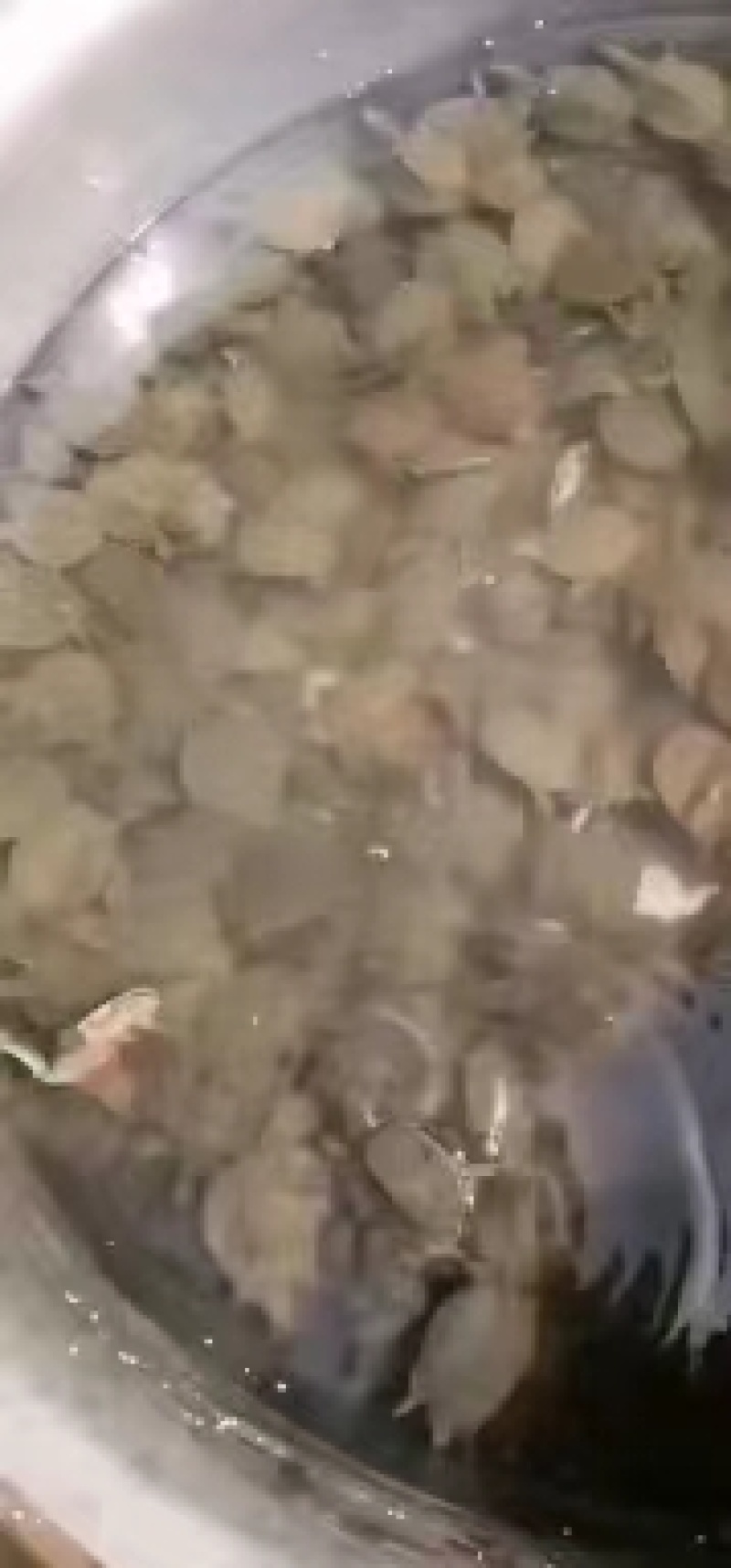 甲鱼苗