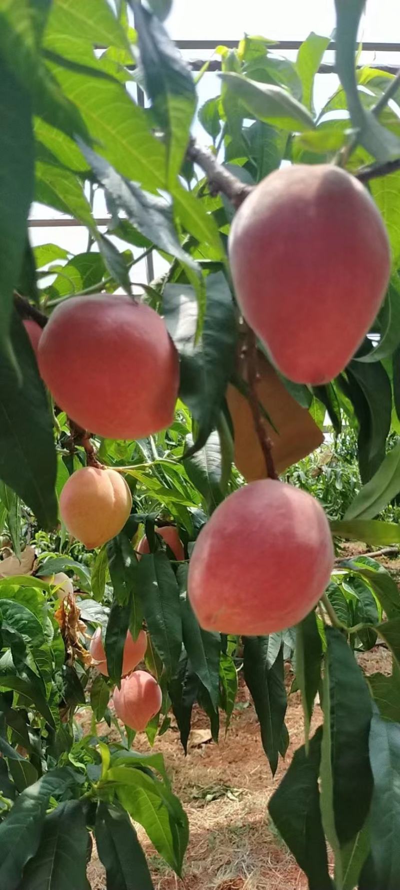 水蜜桃