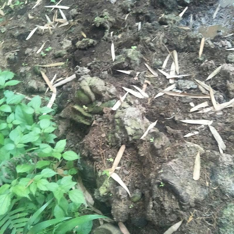 DⅠY育苗基质采用腐质土绿肥桔杆等制作，肥效好，不伤根！