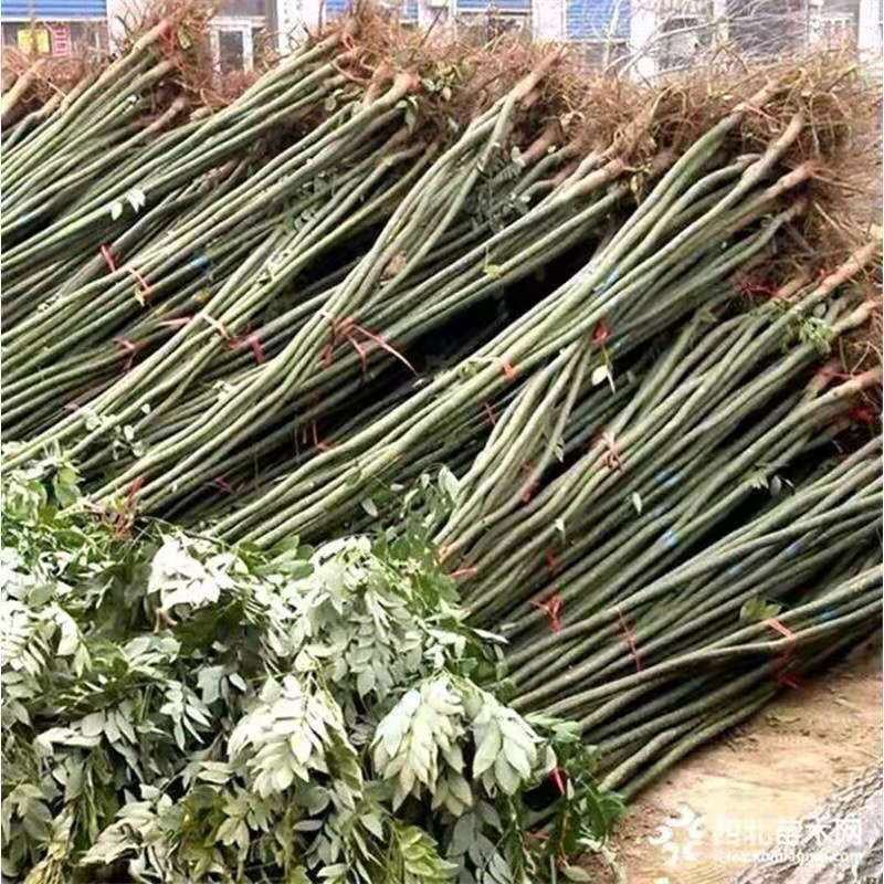 【推荐】广西金槐苗产地供应规格齐全售后无忧包成活