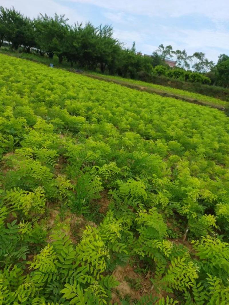 【推荐】广西金槐苗产地供应规格齐全售后无忧包成活