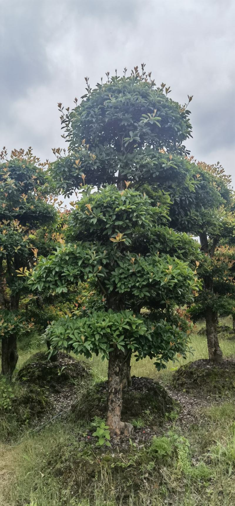 椤木石楠，造型椤木石楠技术支持基地直发