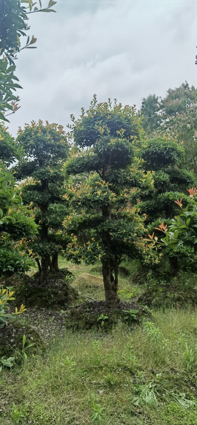 椤木石楠，造型椤木石楠技术支持基地直发