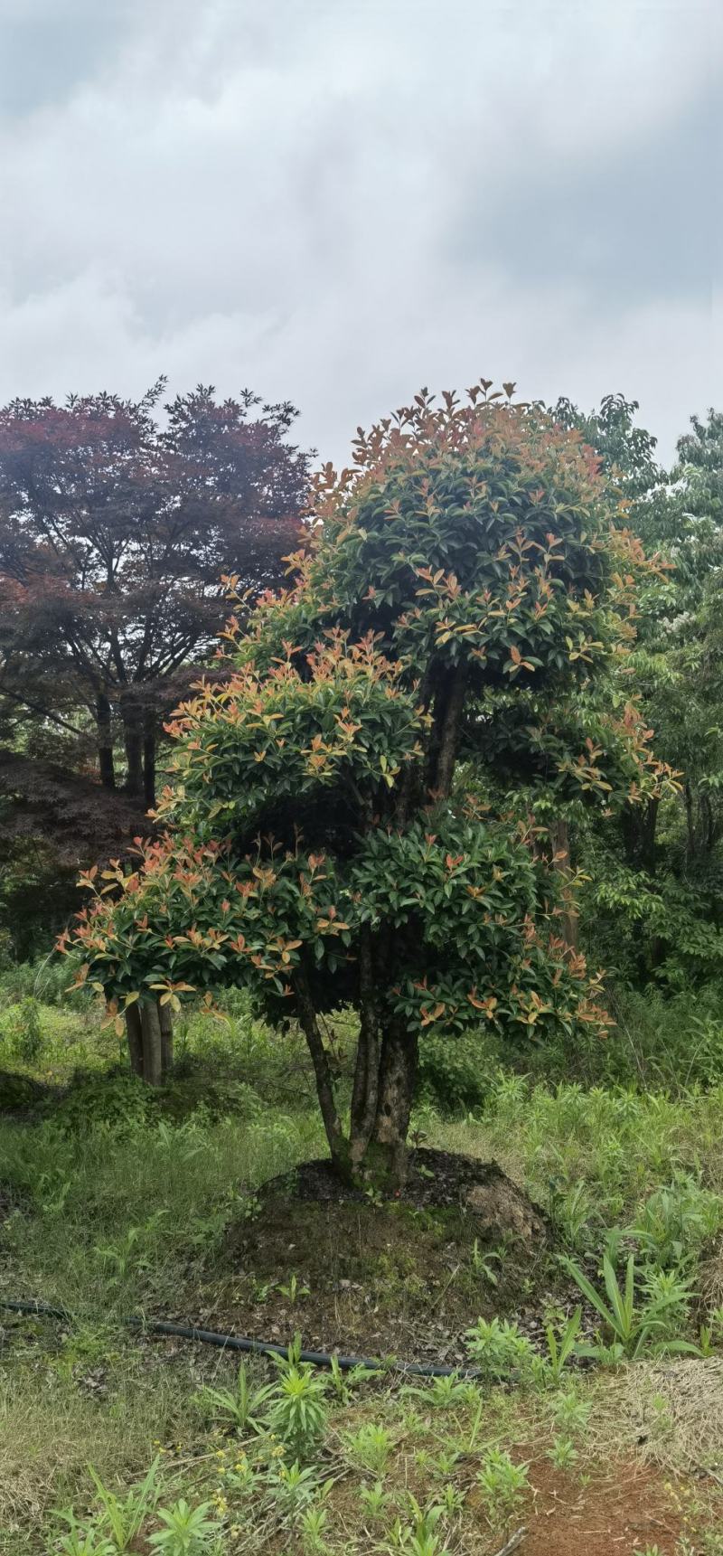 椤木石楠，造型椤木石楠技术支持基地直发