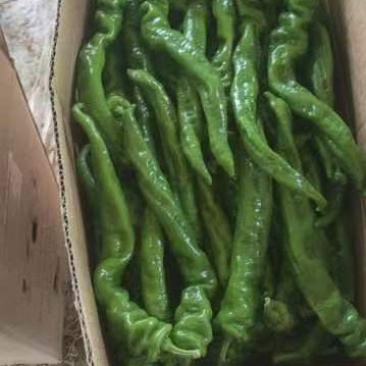 螺丝椒