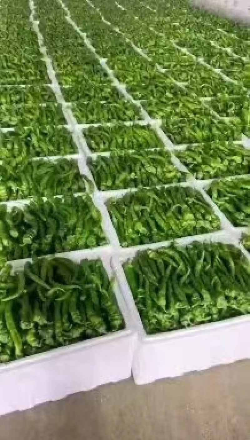 螺丝椒