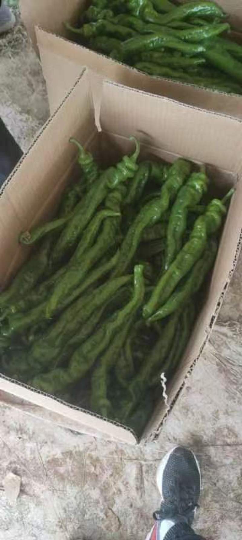 螺丝椒