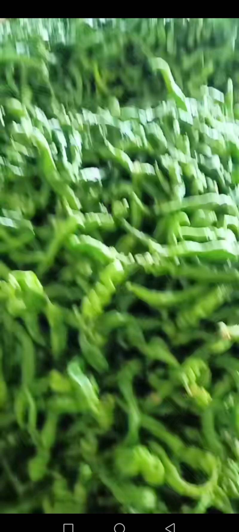 螺丝椒