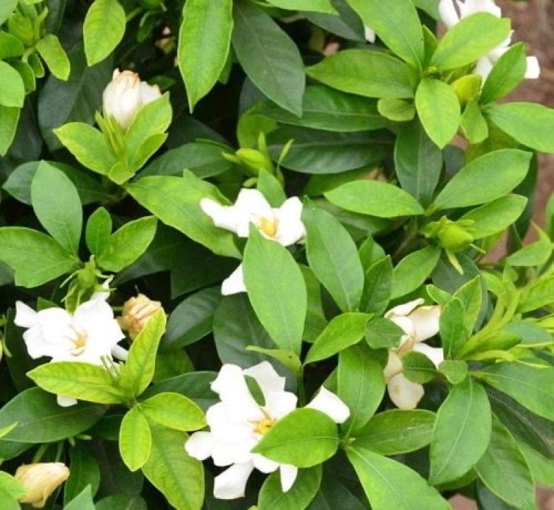 栀子花工程小苗长年不掉叶花期长花香四溢适合各种花池种植。