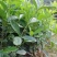 栀子花工程小苗长年不掉叶花期长花香四溢适合各种花池种植。