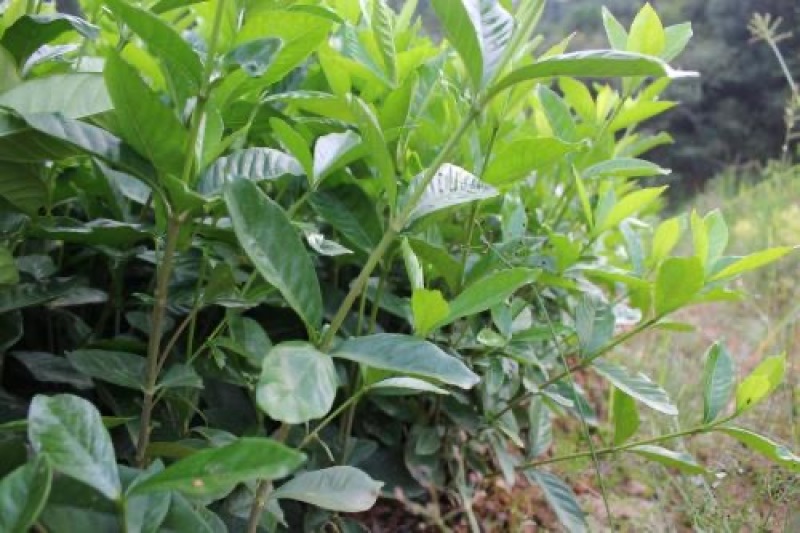 栀子花工程小苗长年不掉叶花期长花香四溢适合各种花池种植。
