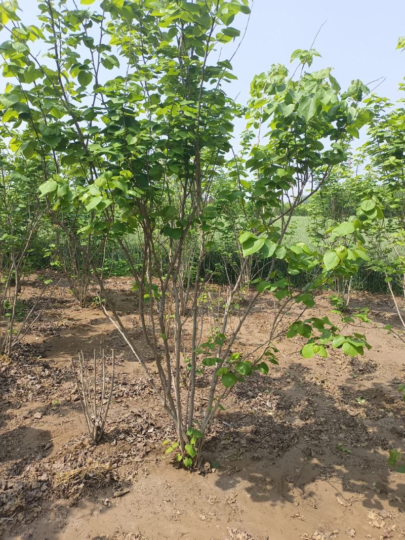 紫荆