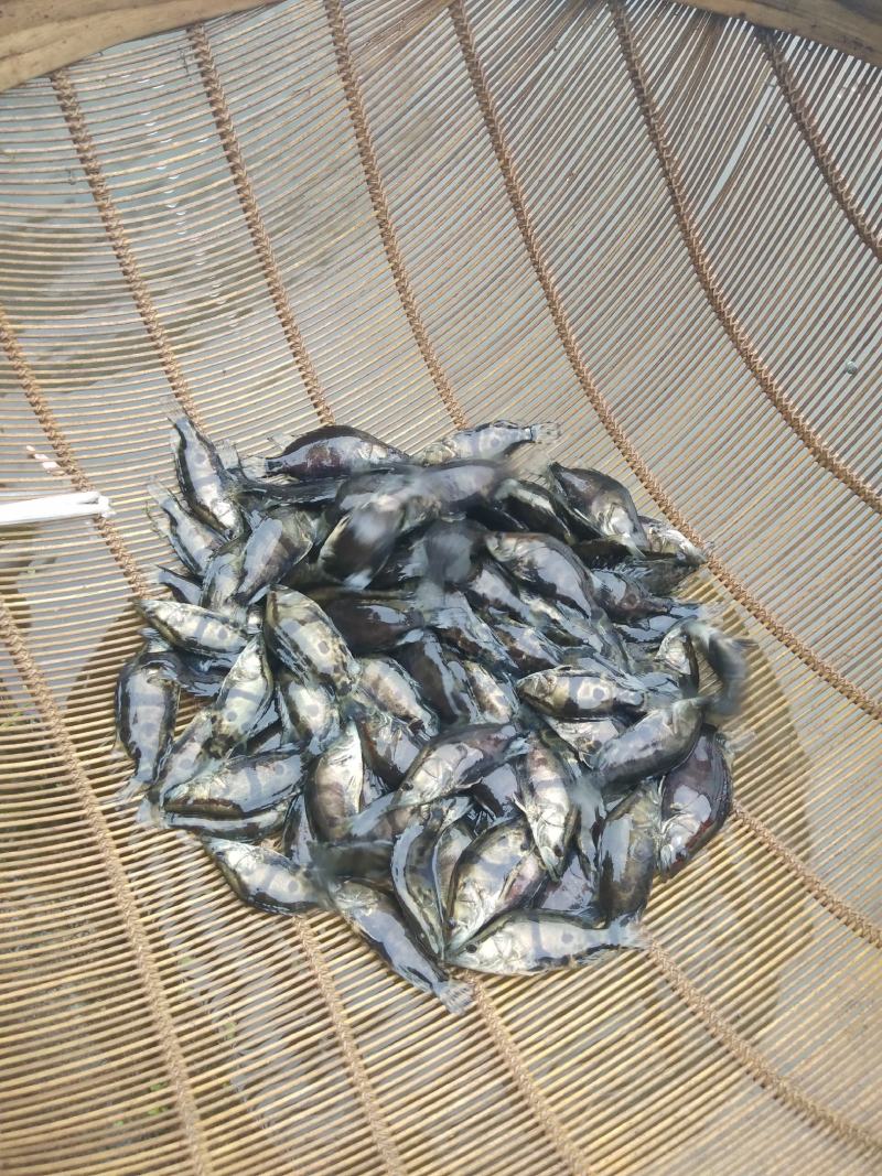鳊鱼苗，青鱼苗，各种鱼苗基地批发，货到满意付款，，提供技