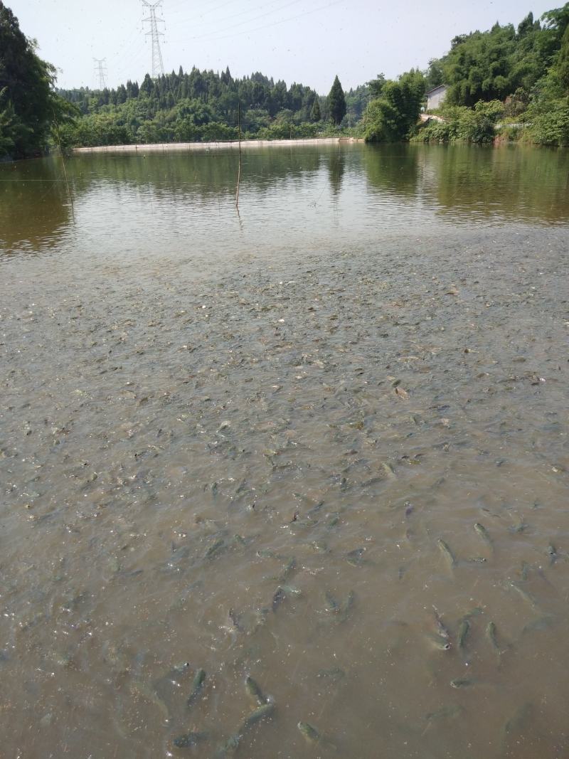 鳊鱼苗，青鱼苗，各种鱼苗基地批发，货到满意付款，，提供技