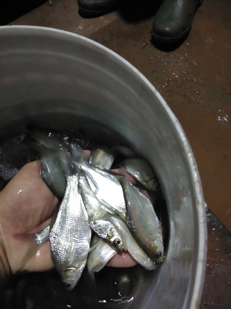 鳊鱼苗，青鱼苗，各种鱼苗基地批发，货到满意付款，，提供技