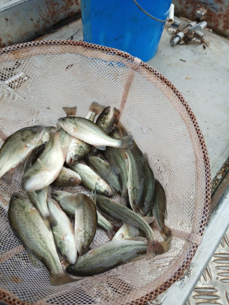 鳊鱼苗，青鱼苗，各种鱼苗基地批发，货到满意付款，，提供技