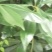 野生海桐，崖花海桐，海金子，可绿化盆栽，树型好，四季常绿