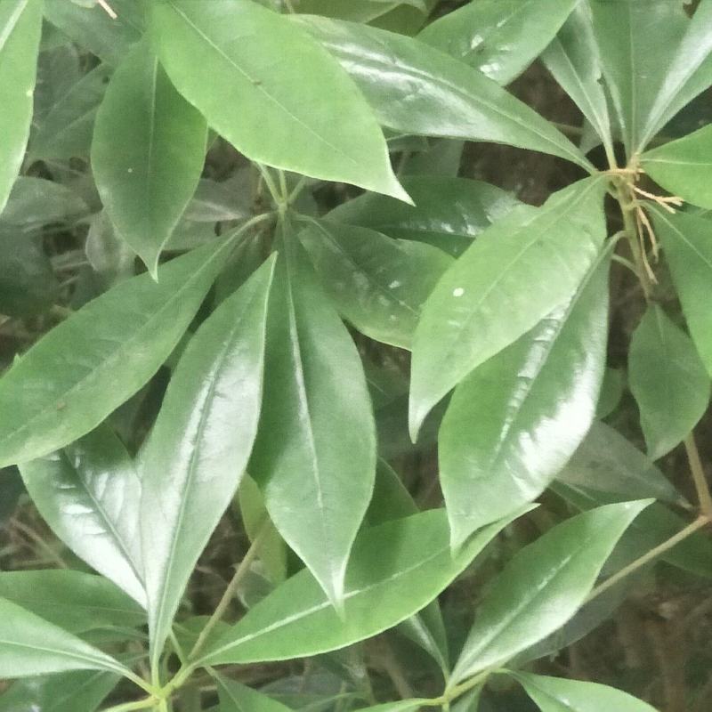 野生海桐，崖花海桐，海金子，可绿化盆栽，树型好，四季常绿