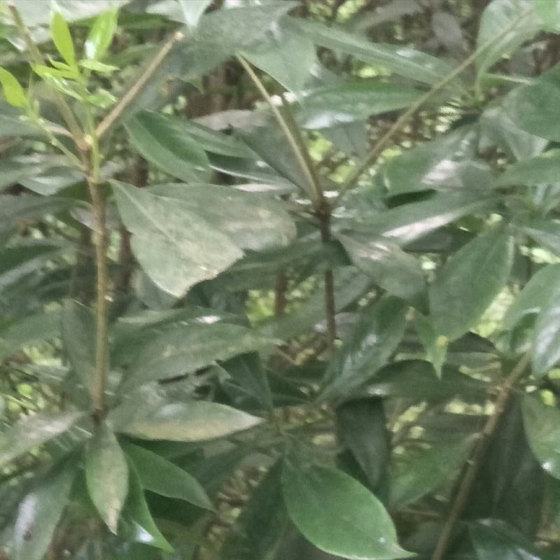 野生海桐，崖花海桐，海金子，可绿化盆栽，树型好，四季常绿