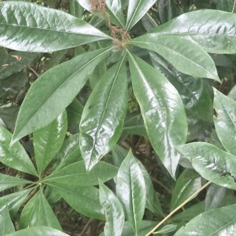 野生海桐，崖花海桐，海金子，可绿化盆栽，树型好，四季常绿