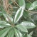 野生海桐，崖花海桐，海金子，可绿化盆栽，树型好，四季常绿