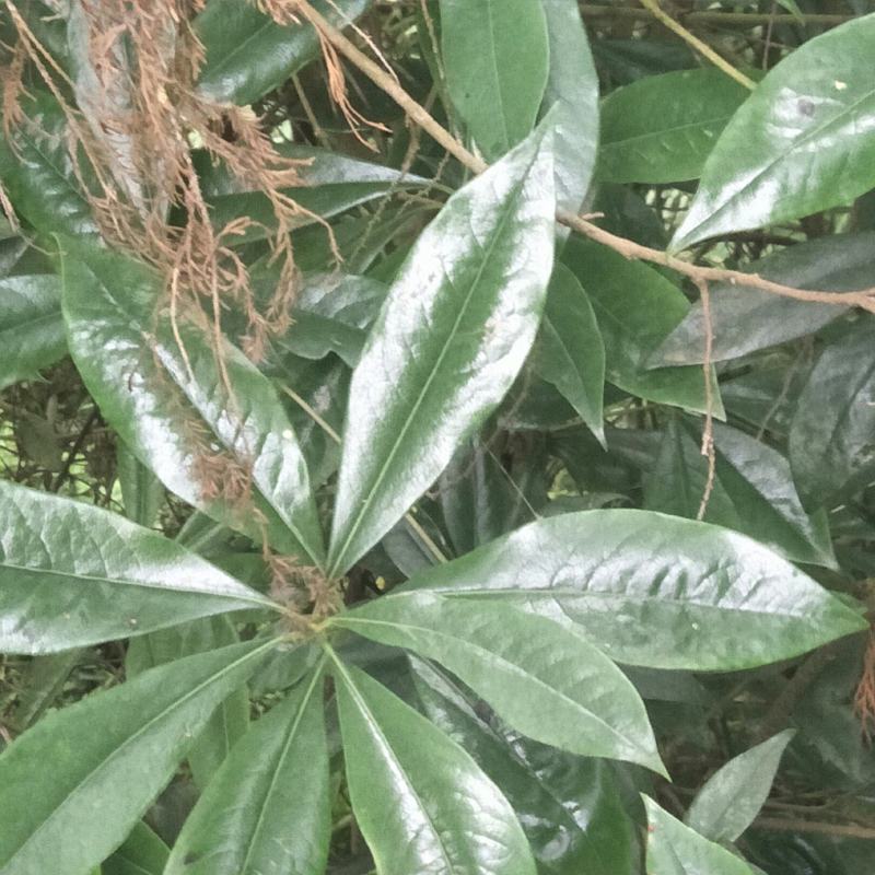 野生海桐，崖花海桐，海金子，可绿化盆栽，树型好，四季常绿