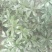 野生海桐，崖花海桐，海金子，可绿化盆栽，树型好，四季常绿