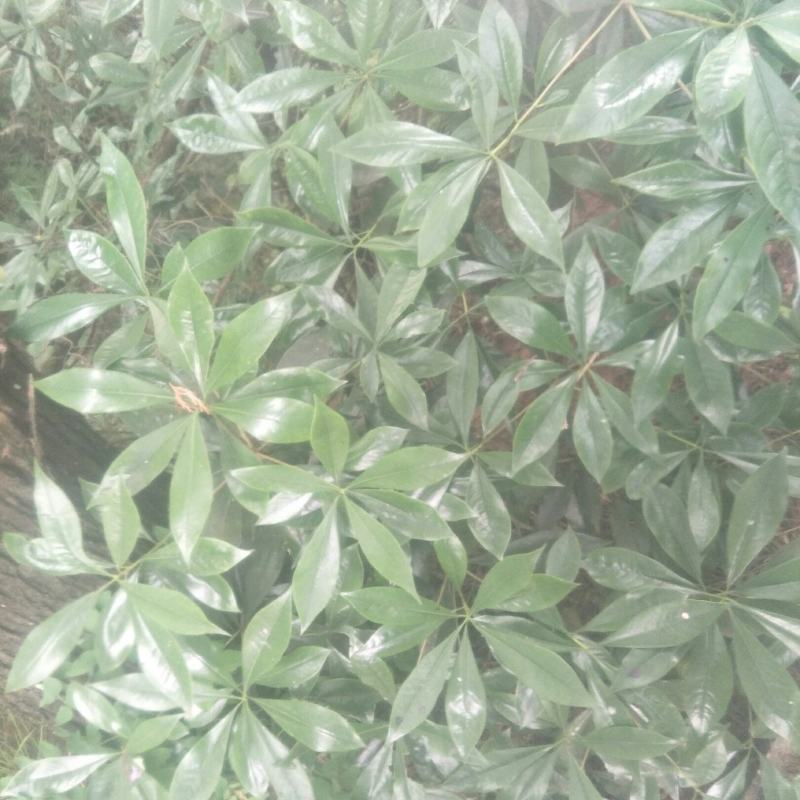 野生海桐，崖花海桐，海金子，可绿化盆栽，树型好，四季常绿