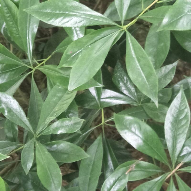 野生海桐，崖花海桐，海金子，可绿化盆栽，树型好，四季常绿