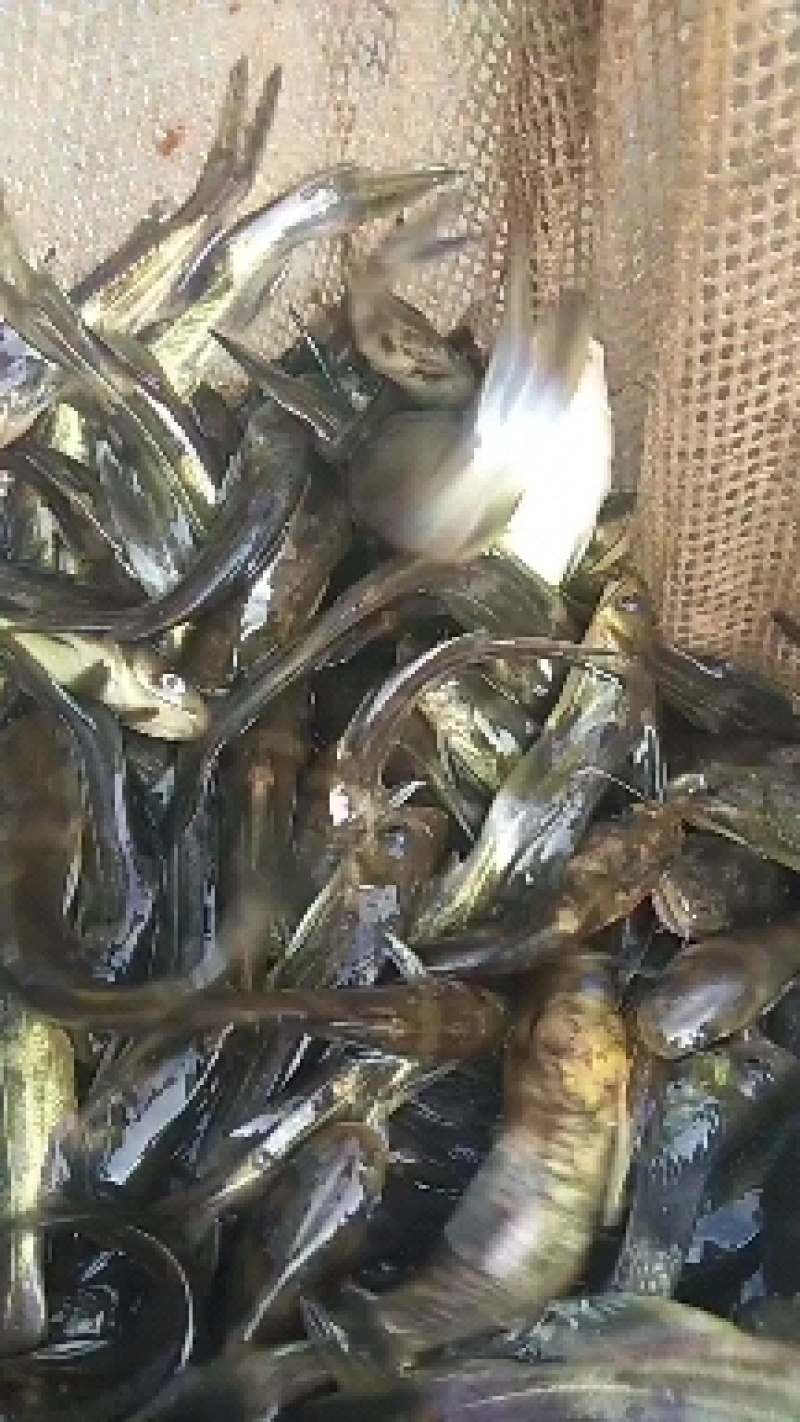 鳊鱼苗，青鱼苗，各种鱼苗基地批发，货到满意付款，，提供技