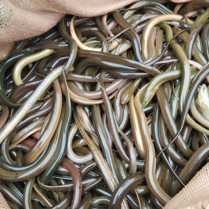 鳊鱼苗，青鱼苗，各种鱼苗基地批发，货到满意付款，，提供技