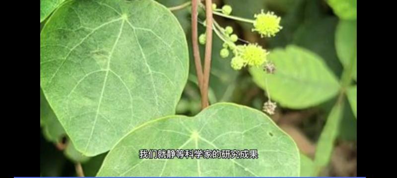 千金藤