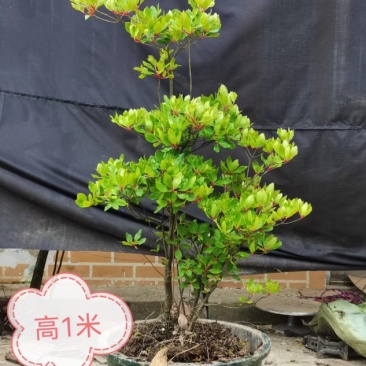 吊钟花
