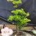 吊钟花
