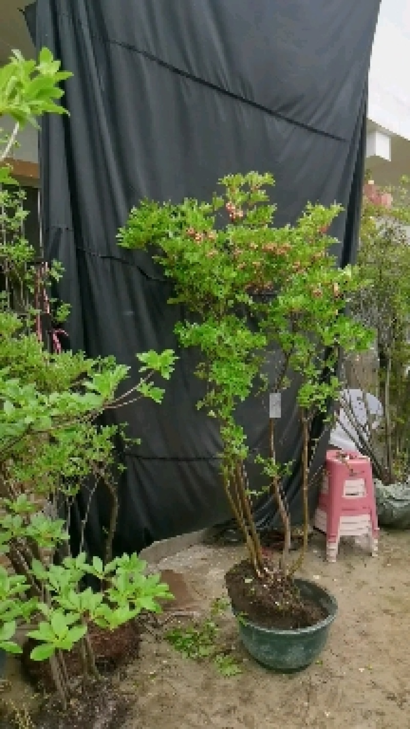 吊钟花