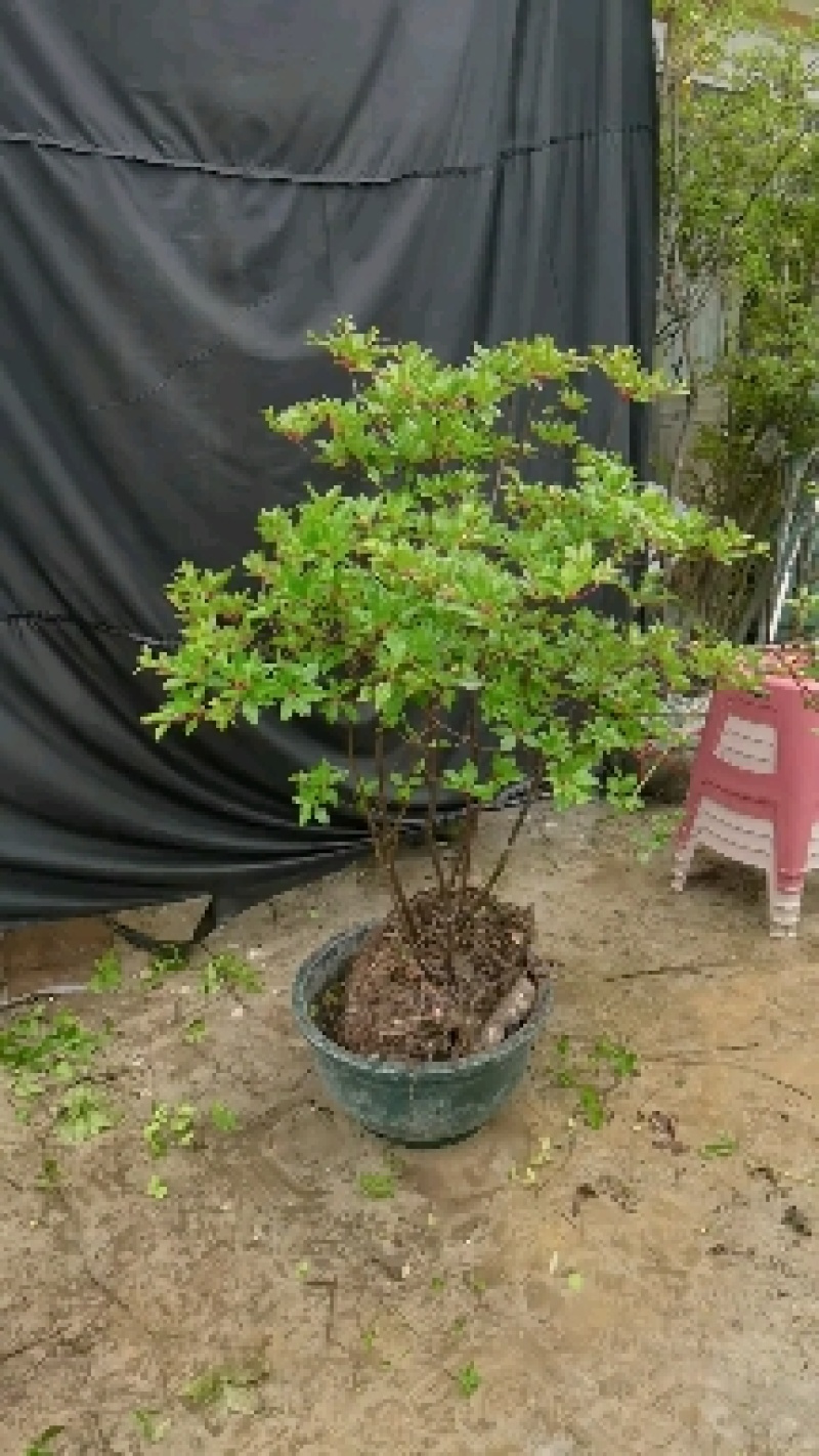 吊钟花