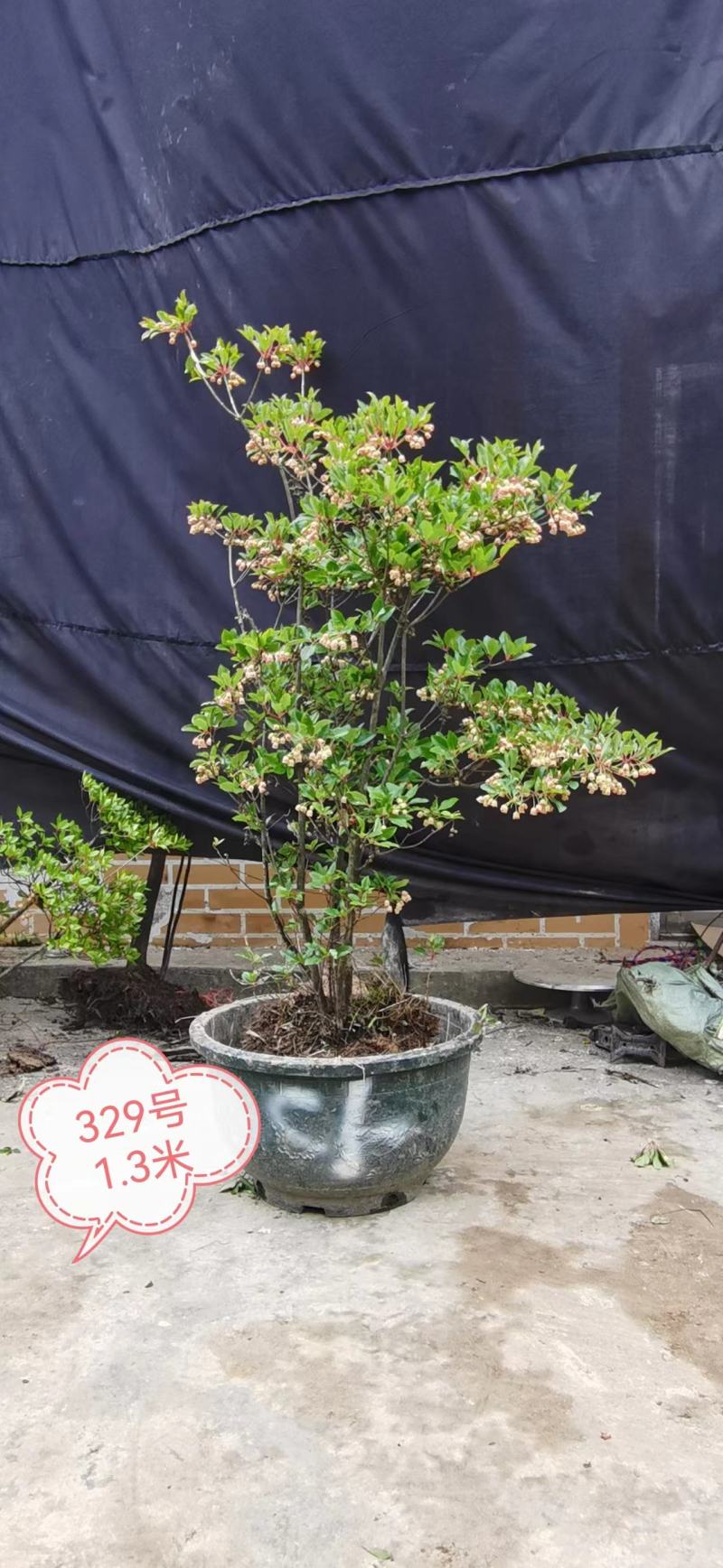 吊钟花