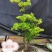 吊钟花