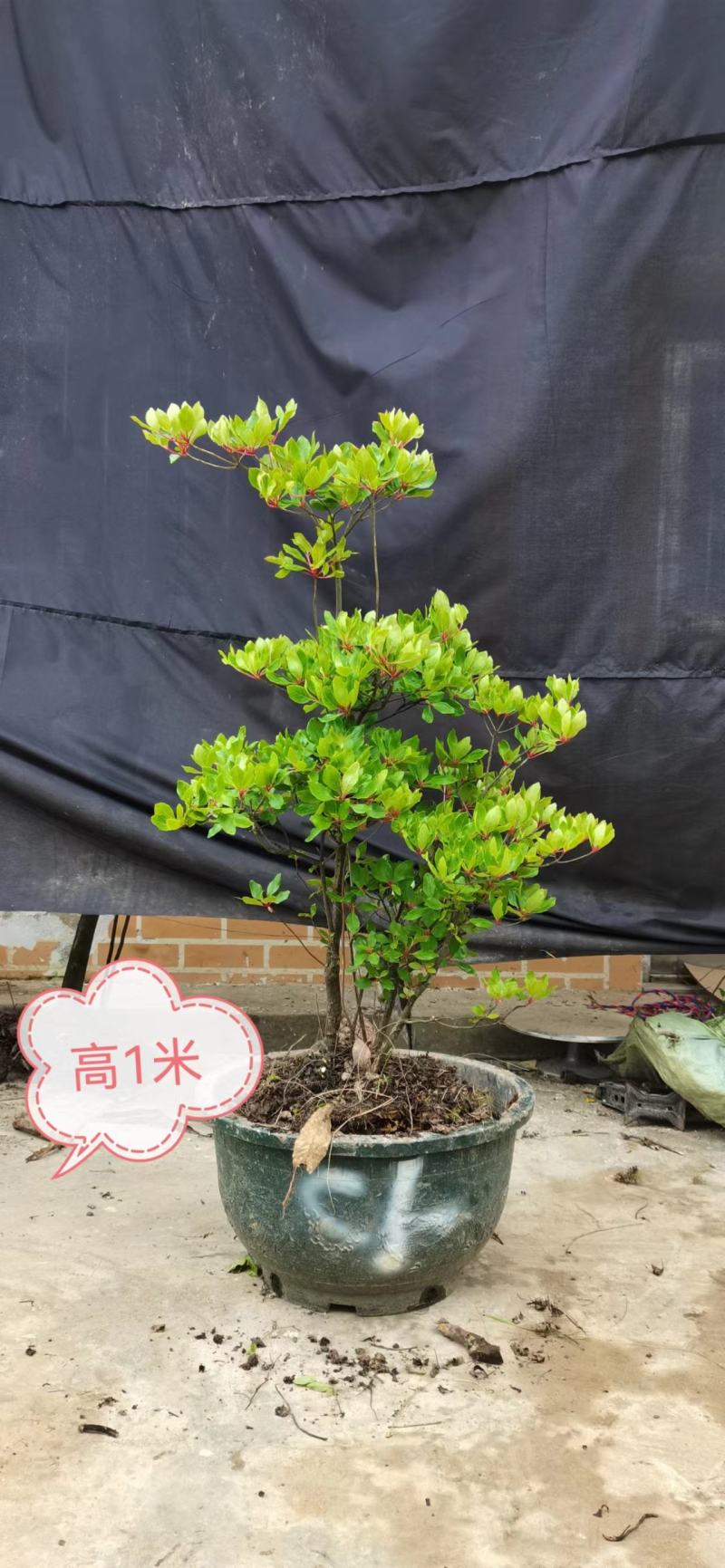 吊钟花