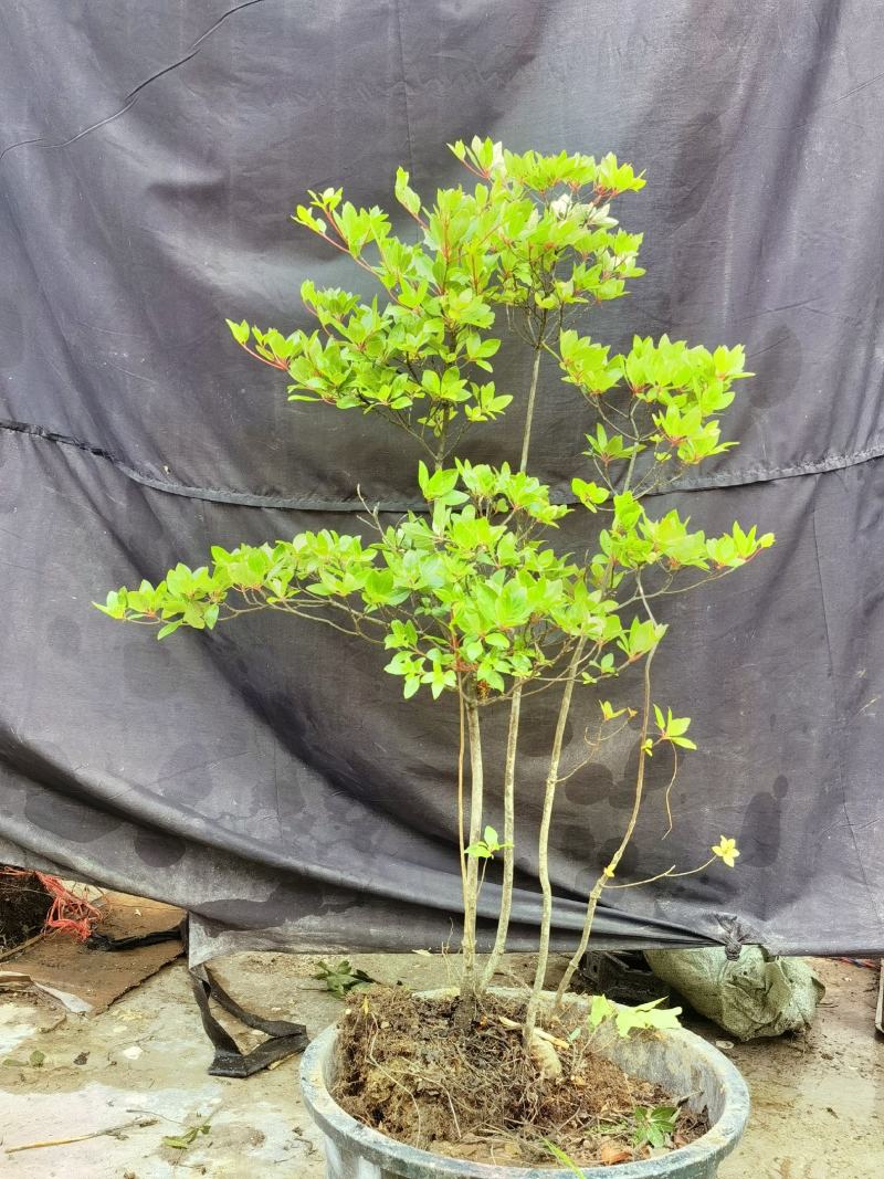 吊钟花
