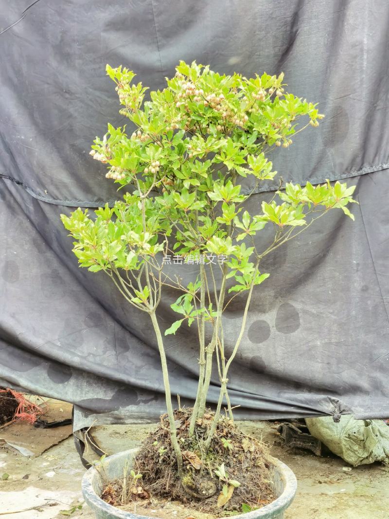 吊钟花