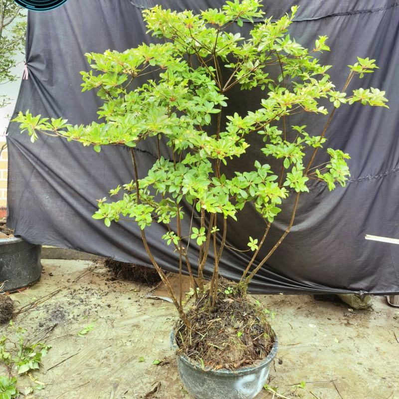 吊钟花