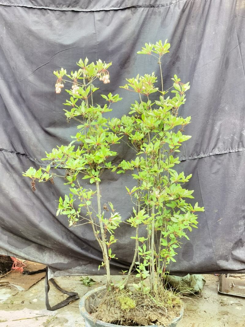 吊钟花