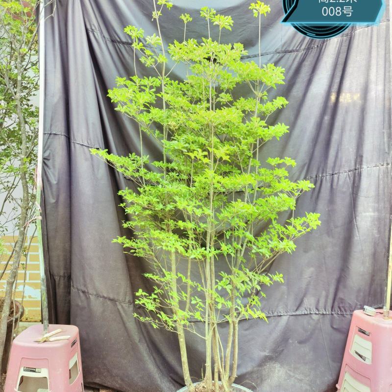 吊钟花