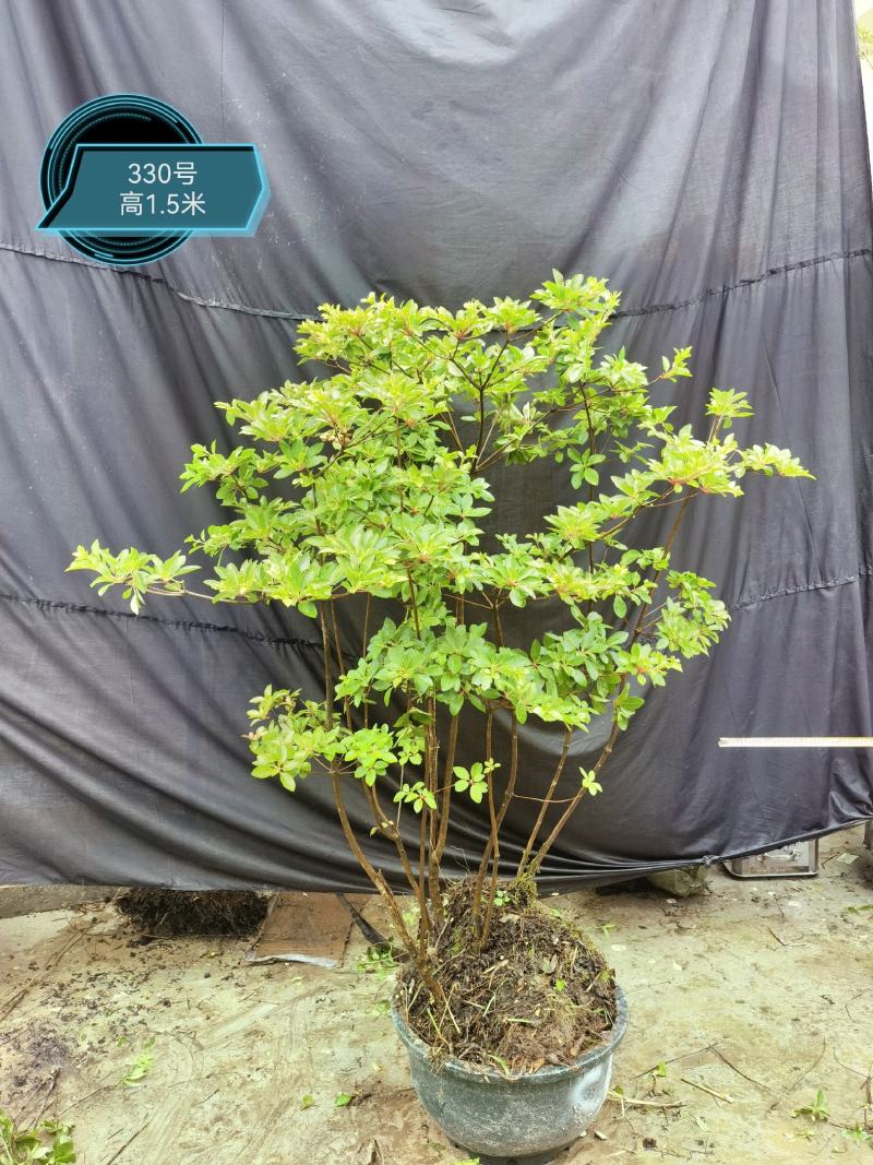 吊钟花