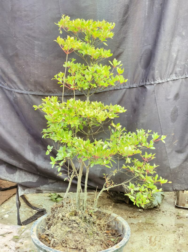 吊钟花