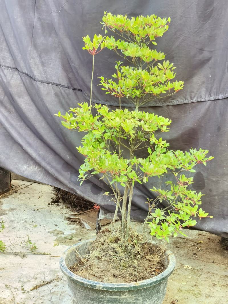 吊钟花