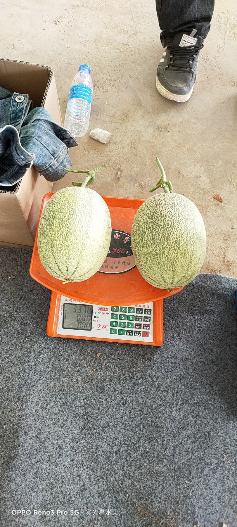新疆落地哈密瓜大量上市，欢迎各位采购员订购！新疆光星水果