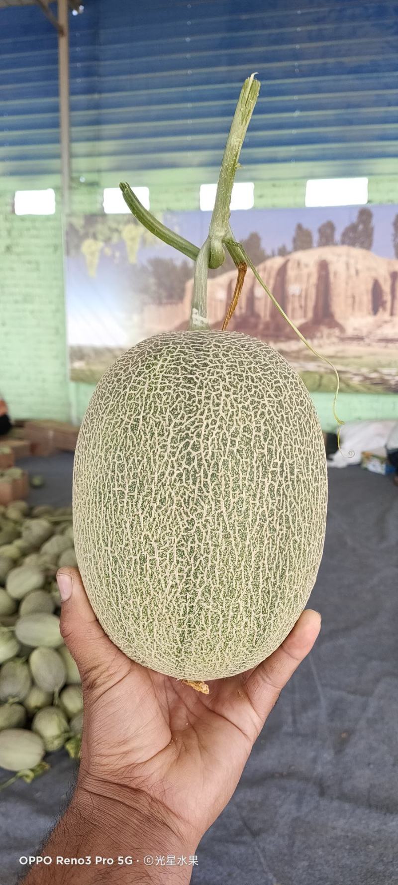 新疆落地哈密瓜大量上市，欢迎各位采购员订购！新疆光星水果
